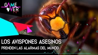 Avispones Asesinos la nueva Amenaza mundial [upl. by Goodhen171]