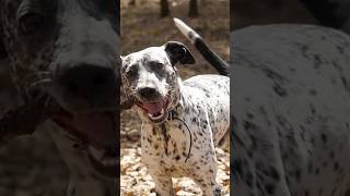 Dalmatian Unknown Facts dalmation dog dogs animalfacts animallover [upl. by Llerrem687]