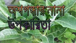 অশ্বগন্ধা এর নানা উপকারিতা  Osshogondha Er Nana Upokarita  অশ্বগন্ধা  Indian Ginseng [upl. by Nirrek]