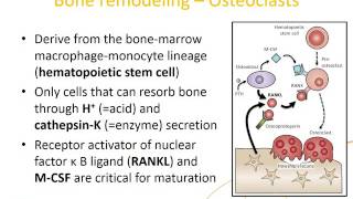 IAEAEANM webinar  The Pathophysiology of Bone turnover  Basic Nuclear Medicine webinars series [upl. by Lynnelle]