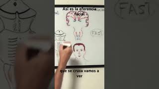 Así es la eferencia facial anatomy nervio facial eferencia facial [upl. by Aromat512]