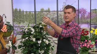 Robertas 2Piece Stephanotis Wedding Flower on QVC [upl. by Selinski]