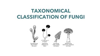 Medical Mycology Taxonomical Classification of Fungi [upl. by Fording]