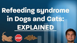 Refeeding Syndrome in Dogs and Cats Why It Can Be Deadly and How to Prevent It [upl. by Ttcos]