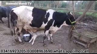 first timer heavy milking cow with female calf 5 November 2019 [upl. by Gwenore406]