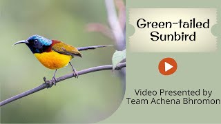 Greentailed Sunbird birds bird birdwatching sunbird nature wildlife birdwatching birdslover [upl. by Sylado]