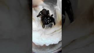 Deadly Funnel Web Spider Unboxing [upl. by Derwin]