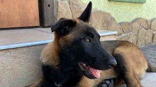 belgian shepherd puppy 🐕‍🦺🙃 angry [upl. by Hi258]