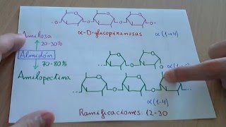 Almidón amilosa y amilopectina  Biología [upl. by Dnomar]
