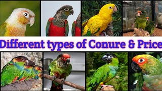 Different types of Conure amp Price list 2023  conure market price update 2023 viral birdsnature123 [upl. by Walter878]