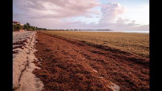 Sargassum Cleanup 2023 [upl. by Artekal]