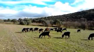 Cabras autóctonas pastoreando en la Sierra de Francia Salamanca [upl. by Farwell]