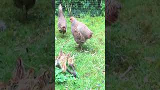 Grey Partridge chicks and attentive parents greypartridge englishpartridge partridge [upl. by Amalia597]