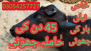 watch piure Nili Ravi buffalo for sale sheraz Kharal [upl. by Pavyer524]