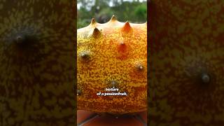 How does this SPIKEY African Fruit Taste Kiwano  African Horned Melon [upl. by Enaud]