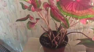 Caladium Update Pruning and Letting Go [upl. by Icul]