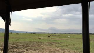 Hyena kills baby waterbuck Maasai Mara Kenia [upl. by Beitris922]