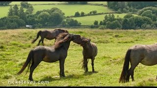 Dartmoor England Wild Horses and Stone Circles [upl. by Ylliw]