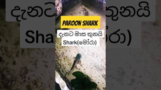 Paroon shark වැව් මෝරා trending fish fishcare monsterfish shortvideo shorts [upl. by Nibaj828]