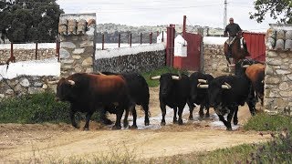 Los Toros Luis Algarra Polera Y La Entrevista Con Dña Aurora Algarra [upl. by Berck]