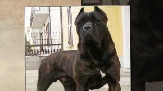 CANE CORSO GUARDIAN [upl. by Annaiv953]