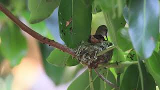 Hummingbird mama and chicks [upl. by Ninahs]