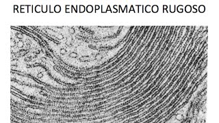 El retículo endoplasmático rugoso [upl. by Yddet]