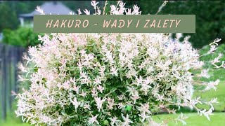 Wierzba HakuroNishiki Wady i zalety [upl. by Laud]