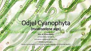 Cyanophyta Modrozelene alge [upl. by Cirle883]