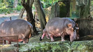 Hippopotamus hippopotamus biggest animal after elephantelephant trivandram zoo [upl. by Ahsyek]