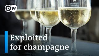 The dark side of the champagne industry  DW Documentary [upl. by Hammel4]