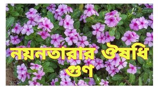 নয়নতারার যাদুতে লাইফস্টাইল হবে স্বাস্থ্যেজ্জ্বল  Nayantara Flower Benefits নয়নতারা [upl. by Lali]