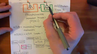 The Growth Factor Receptor and PI3K  AKT  mTOR Pathway Part 4 [upl. by Sanger320]