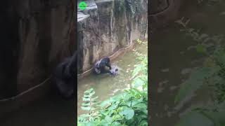 Critical Incident 3YearOld Boy in Harambes Enclosure😡🦍  facts harambefacts wildanimals [upl. by Aggappora]