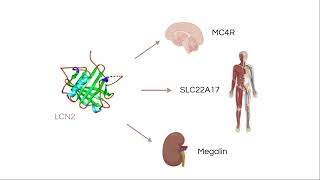 the role of lipocalin 2 on appetite in cancer cachexia [upl. by Kaufman]