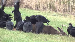 Black Vultures in Connecticut [upl. by Melone]