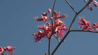 Capparis decidua desert plant [upl. by Einnaej851]