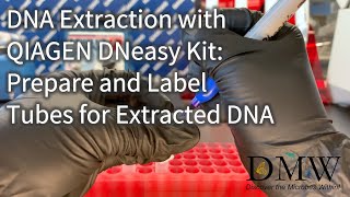 DNA Extraction with QIAGEN DNeasy Kit Prepare and Label Tubes for Extracted DNA [upl. by Dru]