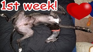 Adopting a Greyhound 💗 My 1st week with my retired racing dog [upl. by Romonda]