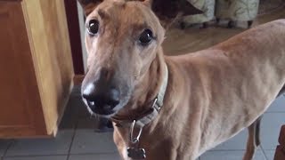 4 you  Funniest Whippet Videos [upl. by Valenka]