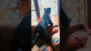 rottei dog attack funny shorts youtube bigdog  rotweiler 2024 pitbull puppy commedy trend [upl. by Frechette]