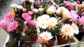 Echinopsis and Trichocereus hybrid flowering now [upl. by Sheepshanks]