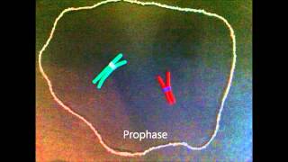 Mitosis claymation  IPMAT [upl. by Dal426]