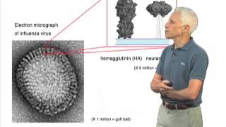 Stephen Harrison The Influenza Virus and Hemagglutinin Protein [upl. by Eerolam888]