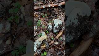 FUNGHI PORCINI con il TUONO 😱🙈porcini funghiporcini funghi boletus boletusedulis fungo [upl. by Gaivn]