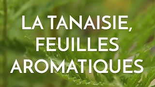 La tanaisie et ses délicieuses feuilles aromatiques [upl. by Nytsua528]