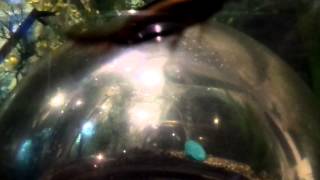 Diving beetle at the Insectarium in New Orleans  video 2 [upl. by Atteirneh]