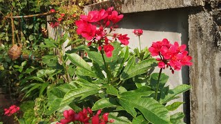 Jatropha integerrima plant  peregrina plant care  malayalam [upl. by Nuavahs]