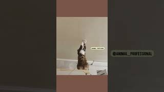 Some animals went to college electrician cat cat doglover viralvideo yputubeindia trump2024 [upl. by Aryc]