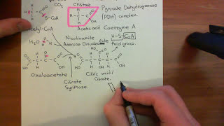 The Krebs Cycle Part 2 [upl. by Craddock151]